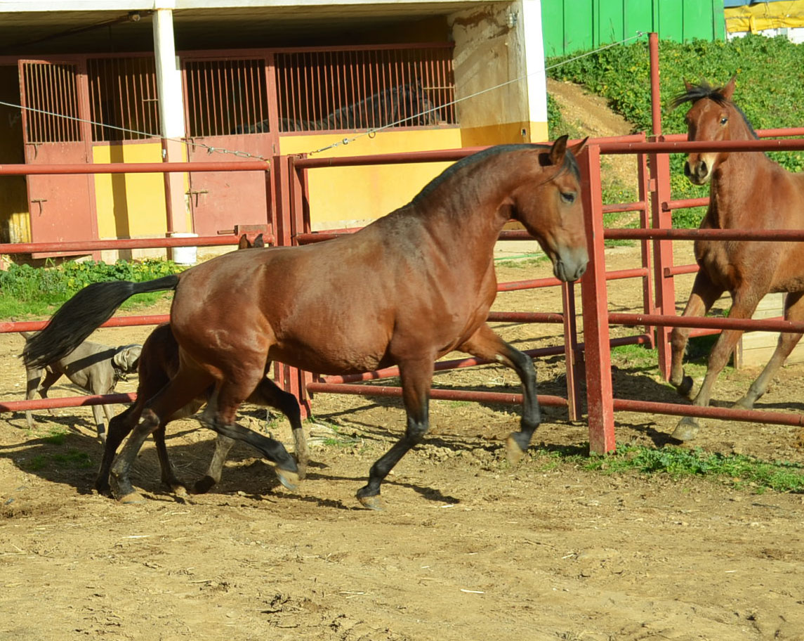 Listado de Yeguas en Venta